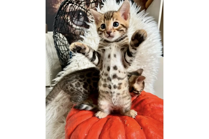 $300 : Bengals Boys Available image 2