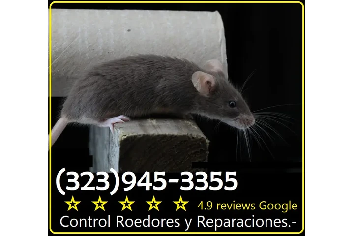FUMIGACION RATONES LOS ANGELES image 2