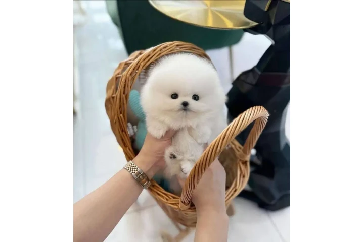 $350 : Pomerania en venta image 1