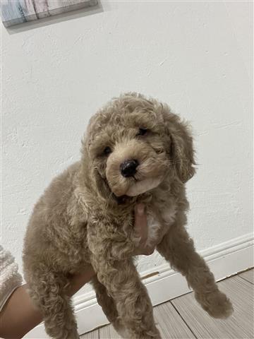 $800 : Mini Goldendoodle image 3