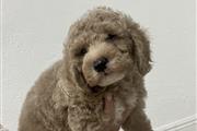 $800 : Mini Goldendoodle thumbnail