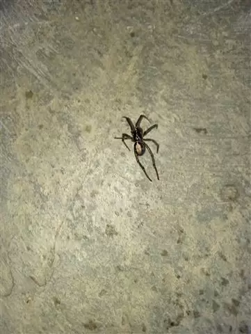 Wenceslao pest control image 6