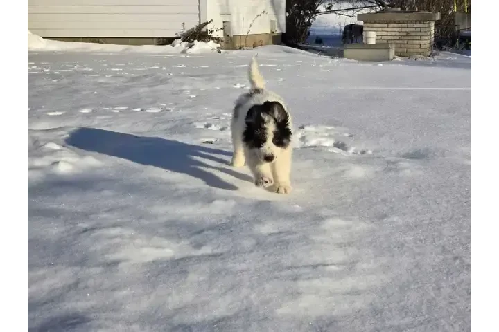 $1000 : Adorable Male Tornjak Puppy image 1