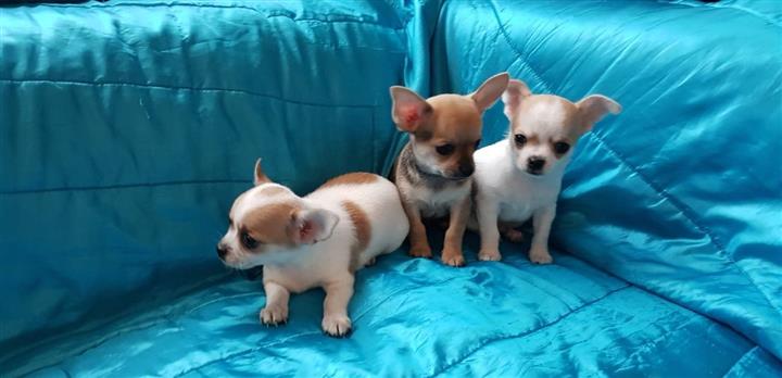$500 : Chihuahua Puppies image 1