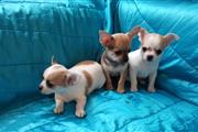 $500 : Chihuahua Puppies thumbnail