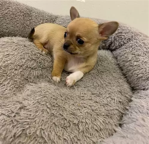 $500 : chihuahua puppies puppies image 2