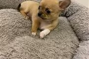 $500 : chihuahua puppies puppies thumbnail