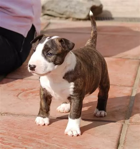 $500 : Bullyview Bull Terriers image 2