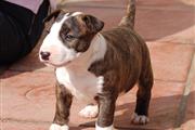 $500 : Bullyview Bull Terriers thumbnail