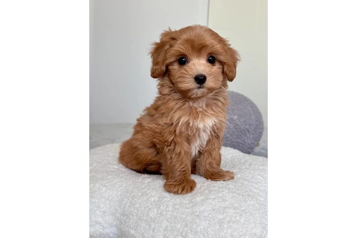 $300 : Top Healthy Maltipoo Puppies image 1