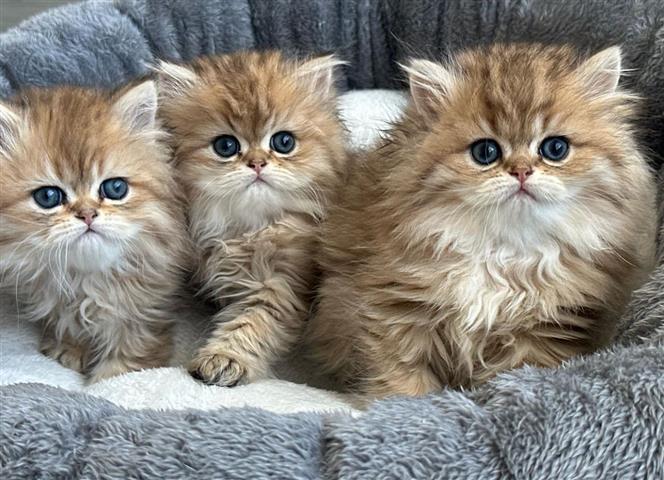 $260 : Persian Kittens For Sale image 1