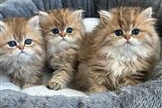 Persian Kittens For Sale en Providence