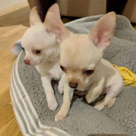 $500 : Lovely Chihuahua available image 1