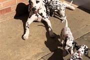 Wonderful rescue dog: Dalmatio en Kansas City