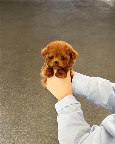 $350 : MALTIPOO EN VENTA image 3