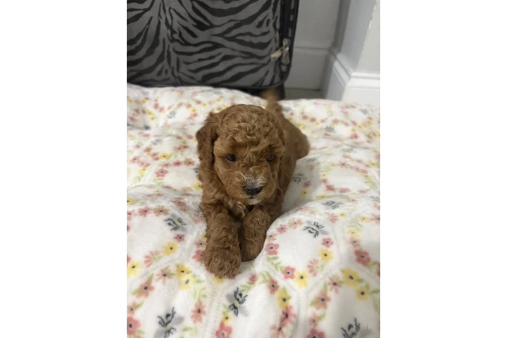 $3000 : Bella image 1