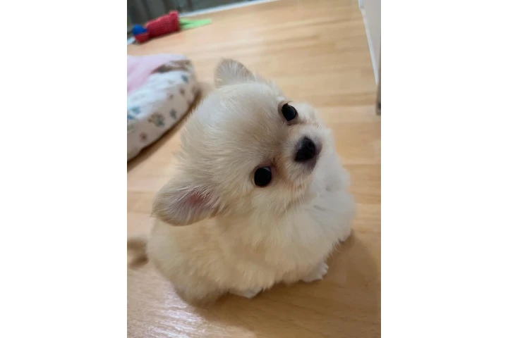 $350 : cachorros chihuahua image 3