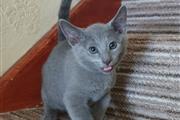 $500 : Gatitos azul ruso socializados thumbnail
