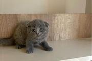 $450 : Hermoso gatito escocés thumbnail
