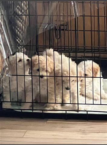 $600 : Perritos toy poodle image 1