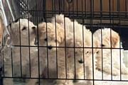 Perritos toy poodle en Los Angeles