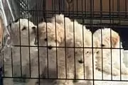 Perritos toy poodle en Los Angeles