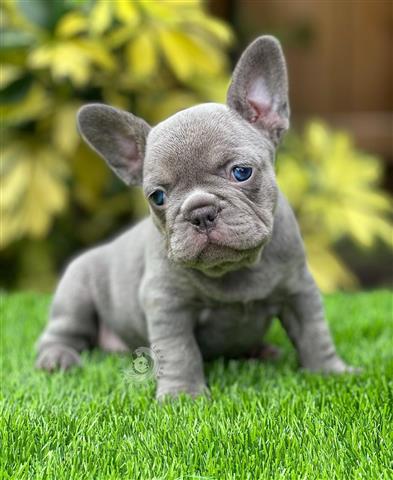 $400 : French bulldogs image 3