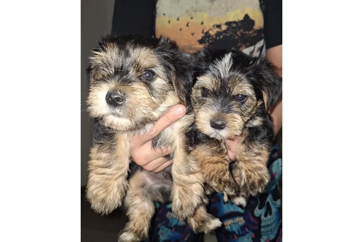 $500 : Teacup Yorkie Puppies image 1