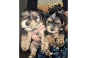 Teacup Yorkie Puppies en New Orleans