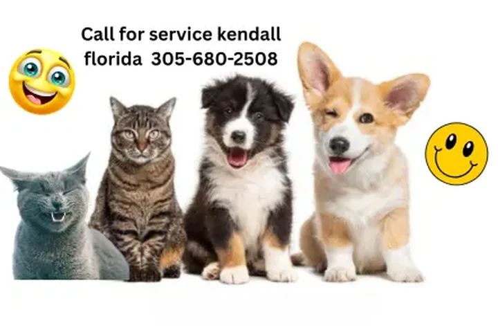 $20 : dog care-cat at Kendall, FL image 3