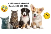$20 : dog care-cat at Kendall, FL thumbnail