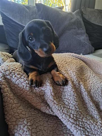 $400 : Cute Dachshund available image 2