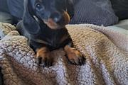 $400 : Cute Dachshund available thumbnail