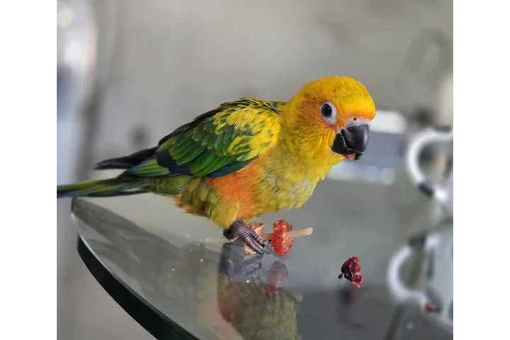$600 : VENTA DE  SUN CONURE Y JAULA image 5
