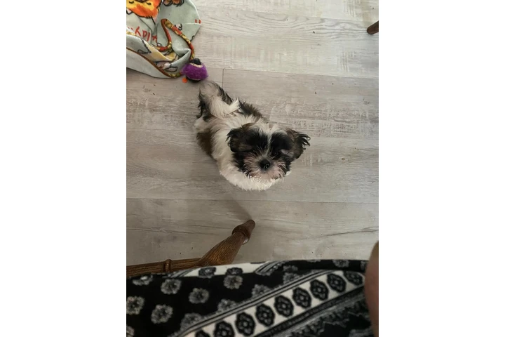 $350 : Cachorros Shihtzu en venta image 2
