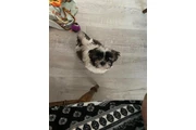 $350 : Cachorros Shihtzu en venta thumbnail
