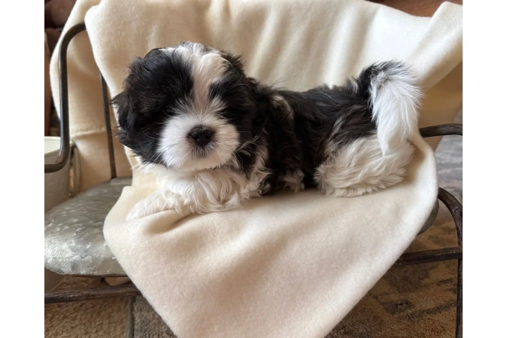 $350 : Cachorros Shihtzu en venta image 2