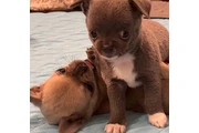 $350 : chihuahua en venta thumbnail