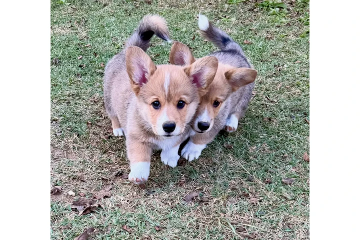 $400 : Corgi puppies for sale image 1