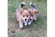 Corgi puppies for sale en Orlando