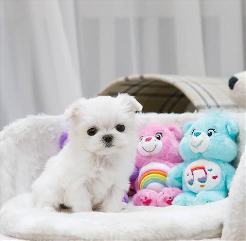 $550 : Teacup Maltese puppies image 1