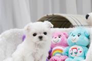 Teacup Maltese puppies en Fairfield