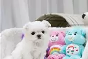 Teacup Maltese puppies