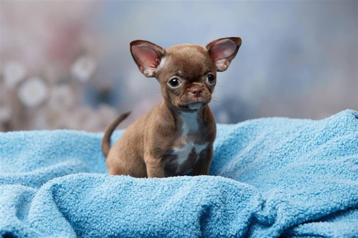 $220 : Male And Female Chihuahua Pupp image 3