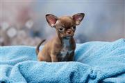 $220 : Male And Female Chihuahua Pupp thumbnail