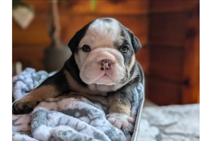 $350 : Cachorros Bulldog Inglés image 4