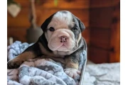 $350 : Cachorros Bulldog Inglés thumbnail