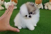 $500 : lindos cachorros de pomerania thumbnail