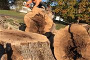 Sanchez Tree Service, LLC thumbnail 2