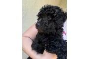$650 : Hermoso mini poodle de 3 meses thumbnail
